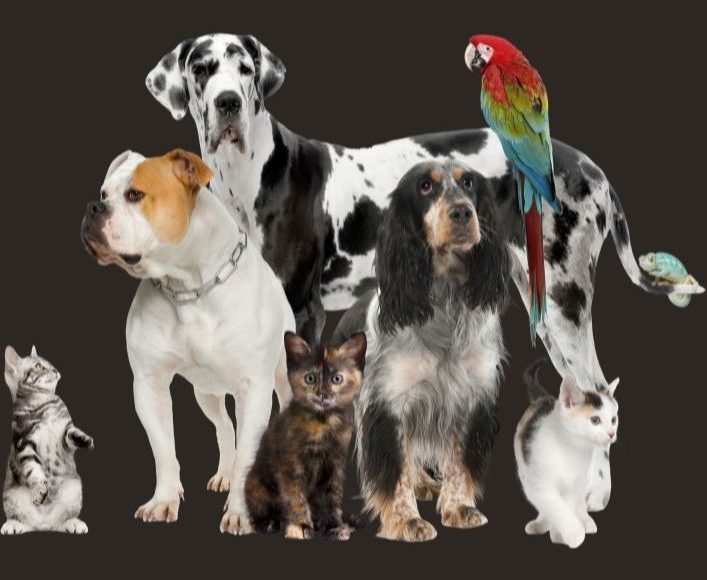 The Ultimate Guide to Pet Relocation Tips and Advice for a Smooth